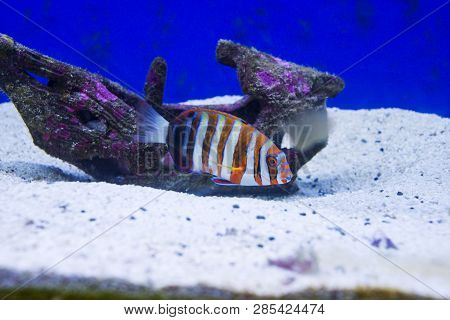 Multi Colored Fish Of Different Breeds Swims In The Aquarium