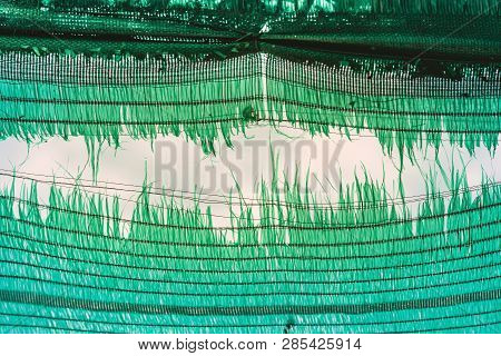 The Old Green Sun Protection Mesh And Lack. Can Not Prevent Sunlight.
