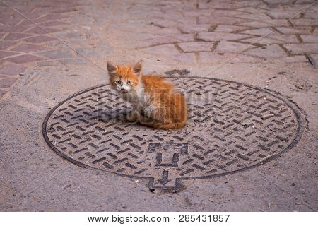 Little Red Long Fur Cat With Bright Green Eyes, Sitting On A Channel Of A Street With Paving. Safi, 