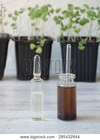 Liquid Fertilizer For Seedlings. Plant Breeding. Spring Care Of Plants. Growth Energy For Plants.
