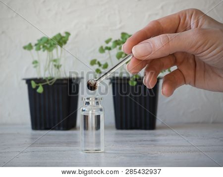 Liquid Fertilizer For Seedlings. Plant Breeding. Spring Care Of Plants. Growth Energy For Plants.