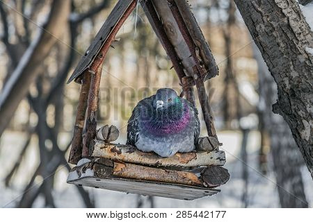 A Gray Pigeon With Rainbow Neck And Bright Eyes Is In A Brown Wooden Bird And Squirrel Feeder House 