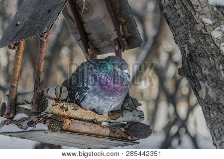 A Gray Pigeon With Rainbow Neck And Bright Eyes Is In A Brown Wooden Bird And Squirrel Feeder House 