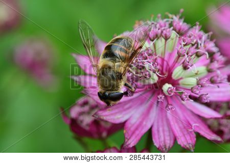 Macro Shot Of A Bee Pollinating An Astrantia Flower In