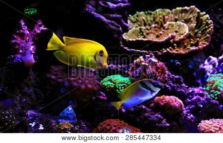 Awesome Colorful Coral Reef Aquarium Fish Tank