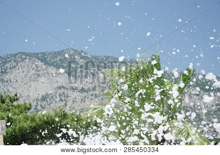 Penna Scatters On The Background Of Palm Trees And Mountains