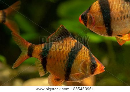 Tiger Barb Puntius Tetrazona In Aquarium Closeup