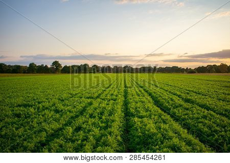 Peasantry With Harvested Carrots Field At Evening Light. Location: Germany, North Rhine - Westphalia