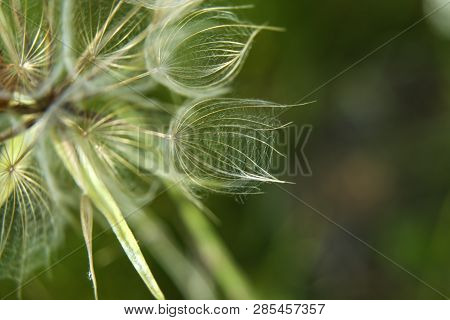 Meadow Salsify Plant On A Green Background