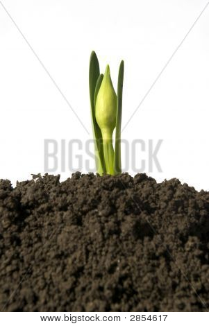 Plant