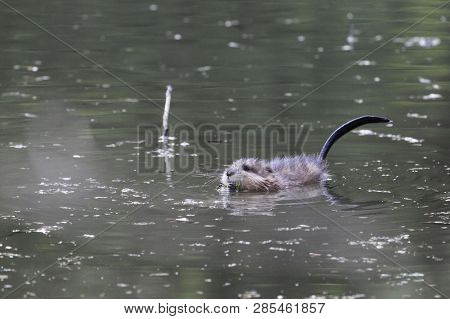 Muskrat (ondatra Zibethicus) On The Surface Of A Lake