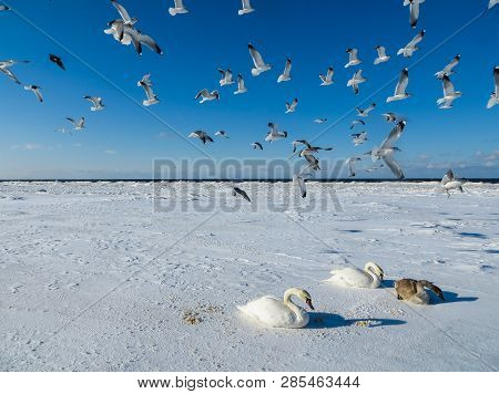 Freezing On The Ice Of The Riga Bay Swans In The Winter Of 2018.