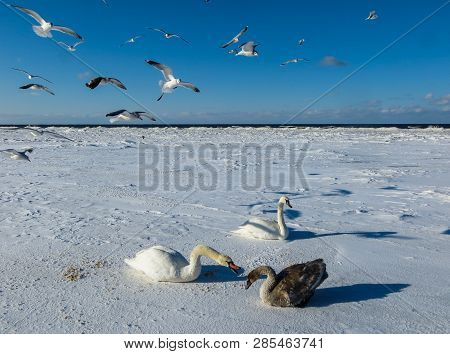 Freezing On The Ice Of The Riga Bay Swans In The Winter Of 2018.