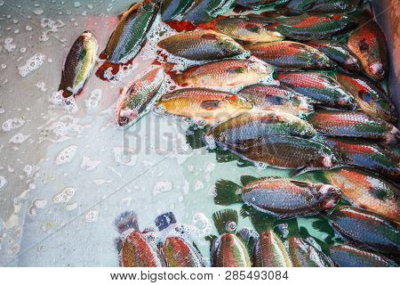 Fresh Fish Climbing Perch On The Bucket In The Market