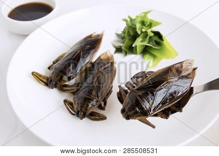 Giant Water Bug Is Edible Insect For Eating As Food Insects Deep-fried Crispy Snack On White Plate A