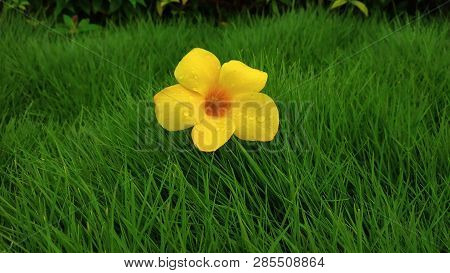 Yellow Colour flower in grass in garden
