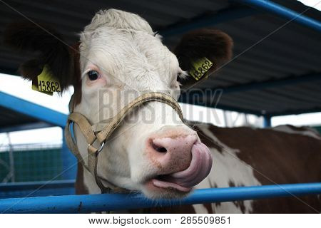Funny Cow On A Farm In A Paddock Stuck Her Tongue On Her Head Muzzle Close-up Looks