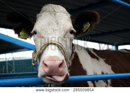 Funny Cow On A Farm In A Paddock Stuck Her Tongue On Her Head Muzzle Close-up Looks