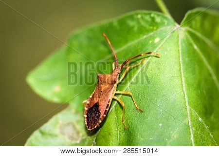 This Is A Beatle, Bug On A Plant