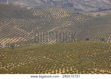 Olive Tree Fields In Andalusia. Spanish Agricultural Harvest Landscape. Jaen
