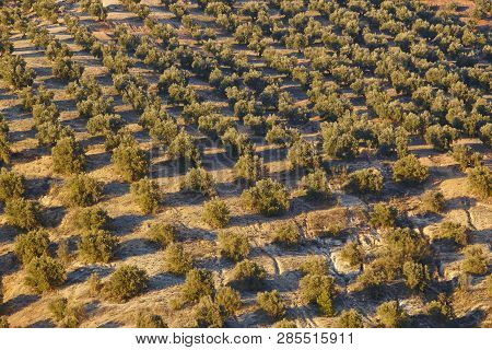 Olive Tree Fields In Andalusia. Spanish Agricultural Harvest Landscape. Jaen