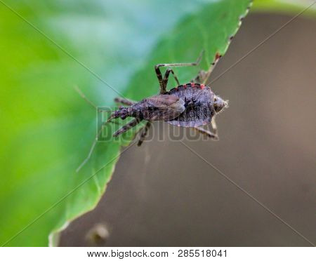 This Is A Beetle, A Bug On A Leaf, Gras