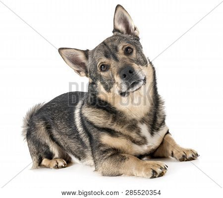 Swedish Vallhund In Front Of White Background