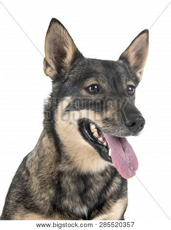 Swedish Vallhund In Front Of White Background