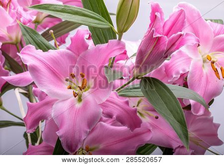 Close-up Of Pink Liles Flowers.  Common Names For Species In This Genus Include Fairy Lily Rainflowe