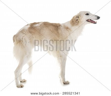 White Borzoi In Front Of White Background