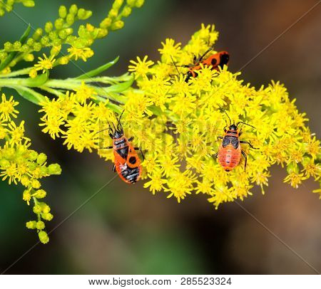 This Is A Bug On A Plant