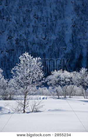 White Tree Dark Background