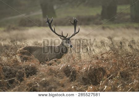 Stunning Red Deer Stag Cervus Elaphus With Majestic Antelrs In Autumn Fall Froest Landscape