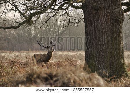 Stunning Red Deer Stag Cervus Elaphus With Majestic Antelrs In Autumn Fall Froest Landscape