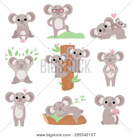 Cute Coala Bears Set, Funny Animal Cartoon Characters In Various Poses And Situations Vector Illustr