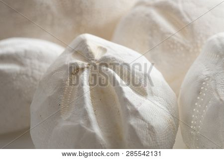 Empty Shell Of Sea Heart Urchin Echinocardium Cordatum