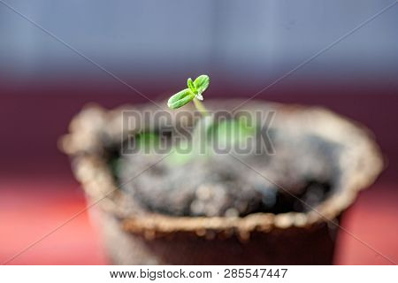 First Sprout Of Marijuana Closeup. Macro Photography Of Germination Of A Hemp Plant From A Seed. Gro