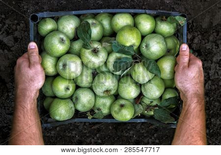 Men's Hands Hold A Box With Green Simirenka Apples. Pick And Pick Apples. Concept, Autumn Harvesting