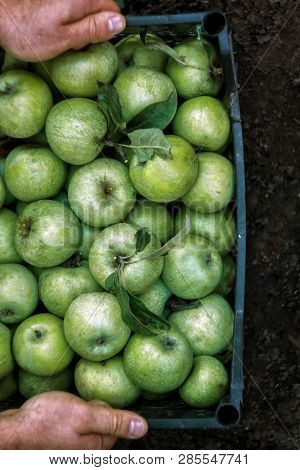Men's Hands Hold A Box With Green Simirenka Apples. Pick And Pick Apples. Concept, Autumn Harvesting