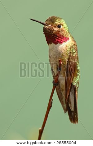 Colibrì coda larga con atteggiamento aggressivo