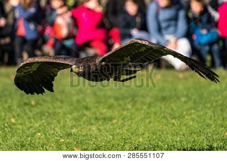 Harris's Hawk, Parabuteo Unicinctus, Bay-winged Hawk Or Dusky Hawk