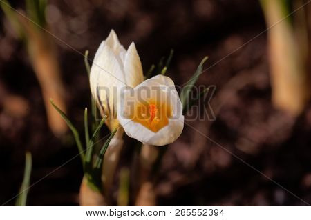 Flower Of The Crocus Chrysanthus Variation Snow Bunting.