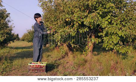 Happy Young Woman Grower Wearing Overalls Harvesting Apples From The Tree In Garden At Sunny Day. Sm
