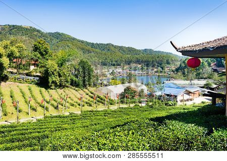Beautiful Scenery Chinese Village Among Tea Field, Mae Hong Son In Thailand