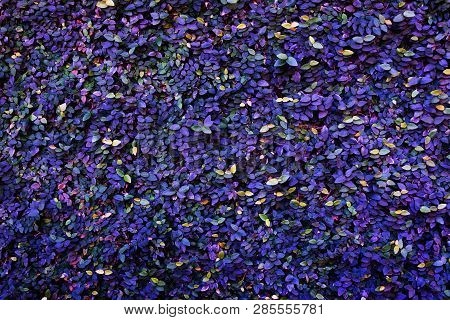 Purple Ficus Pumila Claimbing On Wall, Ficus Pumila Texture