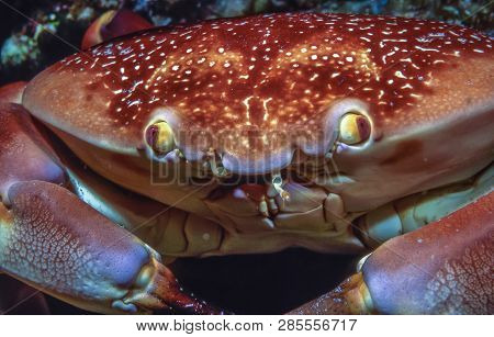 Carpilius Corallinus Or Batwing Coral Crab In Closeup At Night