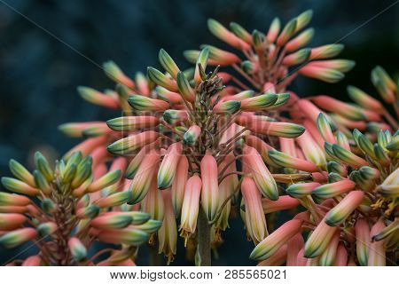 Close Up Of A Flower Stalk Of An Aloe Sheilae Plant With Tri-colored, Orange, Yellow And Green Buds