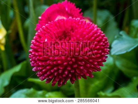 Dahlia Pinnata, With The Common Name Garden Dahlia. It Is The Type Species Of The Genus And Is Widel