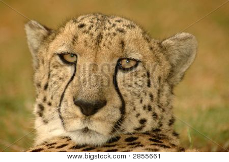 Cheetah