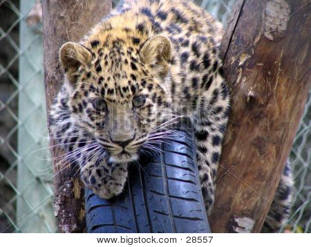 Panthera